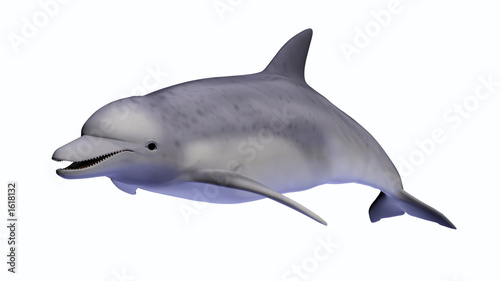 dolphin on white