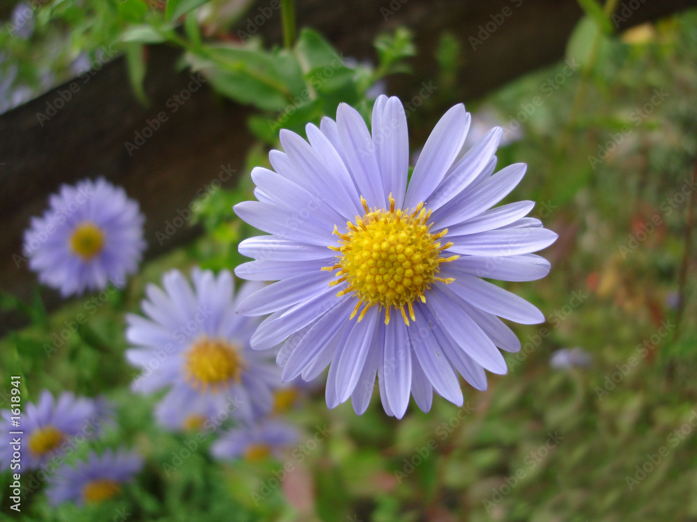 violet flowers on a garden for background violet flowers on a garden for background