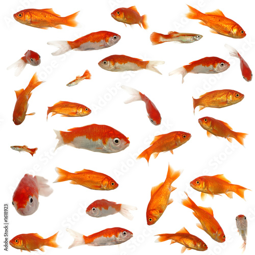 many goldfish