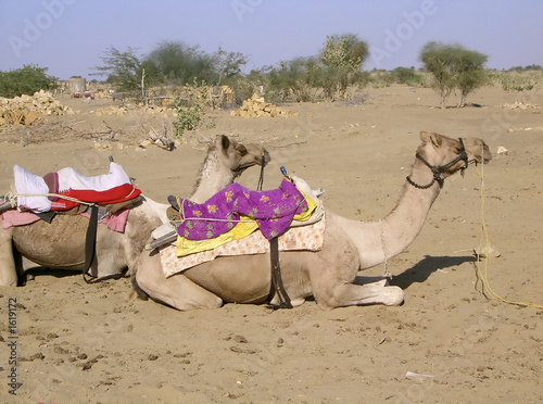 camels iii