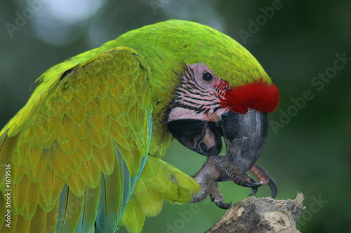 great green macaw