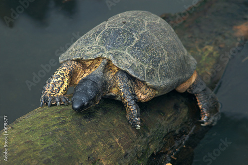 black river turtle