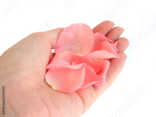 hand holding pink rose petals isolated on white background