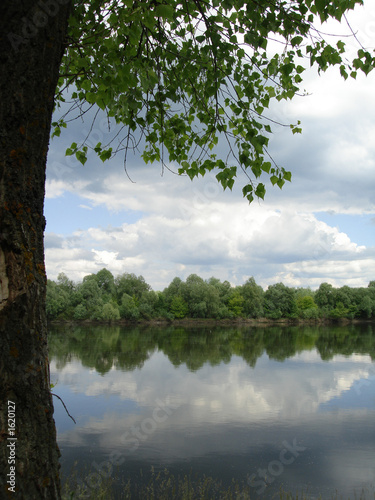 tree with green leaves and river and clouds