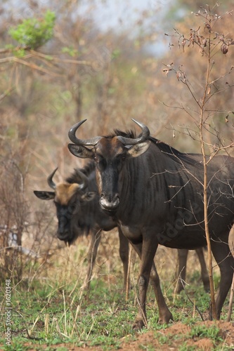 Fototapeta Naklejka Na Ścianę i Meble -  blue wildebeest