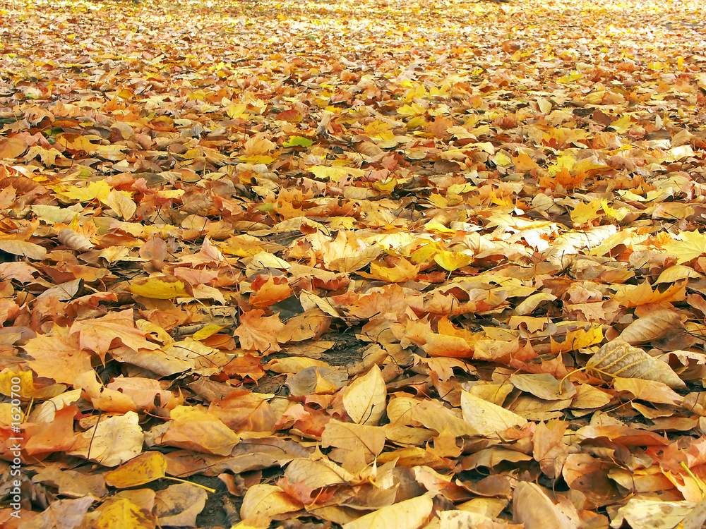bed of fall leaves