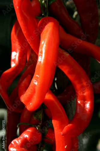 bunch of peppers photo