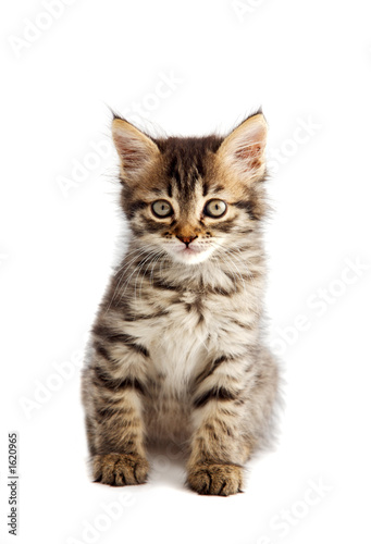 adorable small cat on white bottom