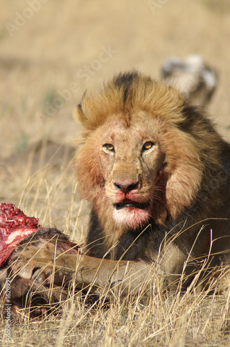 feeding lion