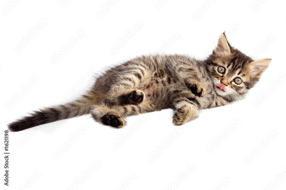 adorable small cat on white bottom