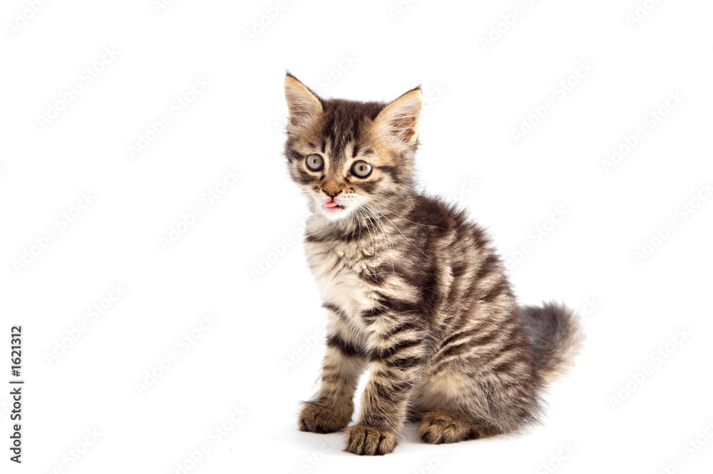 adorable small cat on white bottom adorable small cat on white bottom
