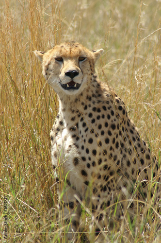 cheetah