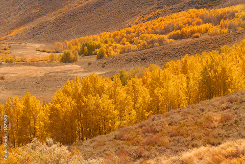 a valley filled with golden aspen trees