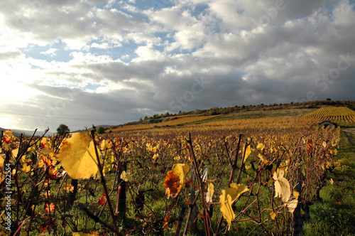 vue sur coteau de vignes en automne