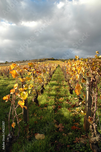 un rang de vignes en automne