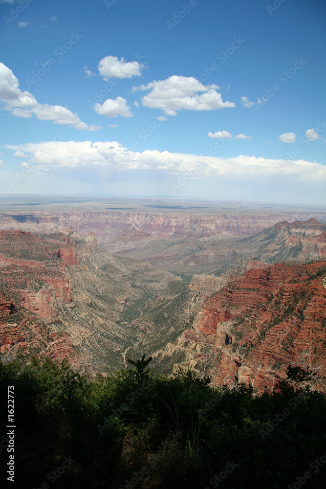grand canyon overlook with trees