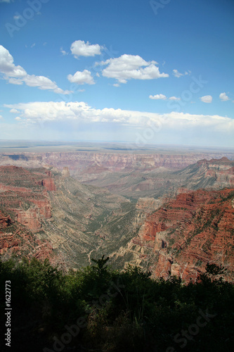 grand canyon overlook with trees