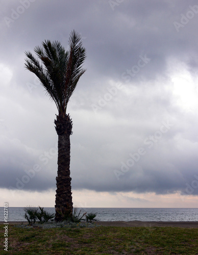stormy palm