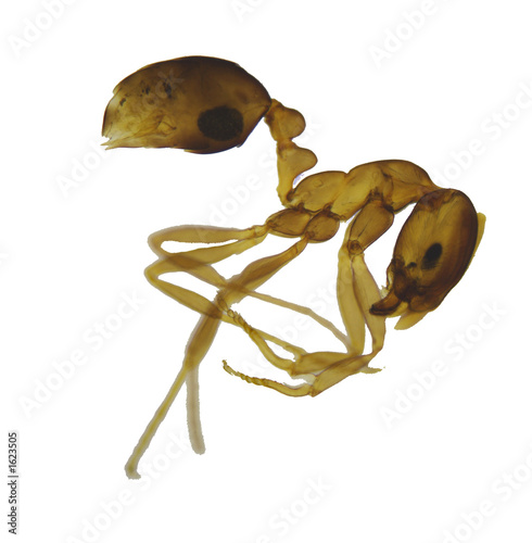 ant