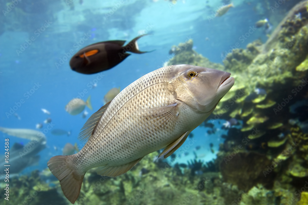 Naklejka premium sweetlip