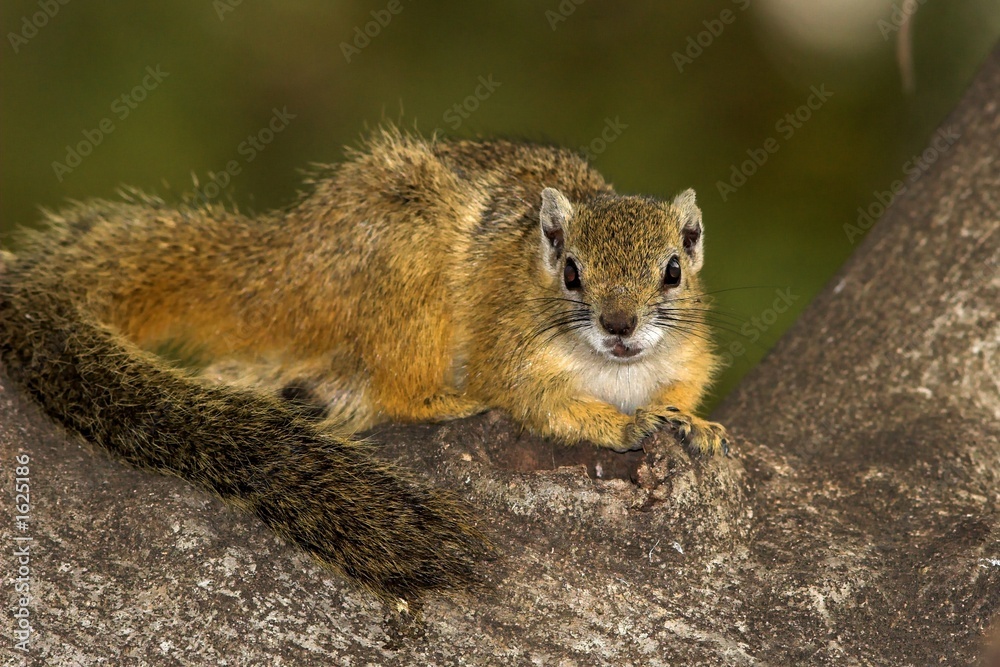 tree squirrel tree squirrel