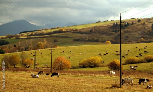 meadow with cows