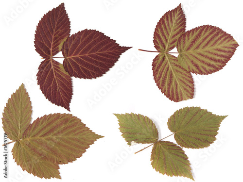 autumn leaves over white background