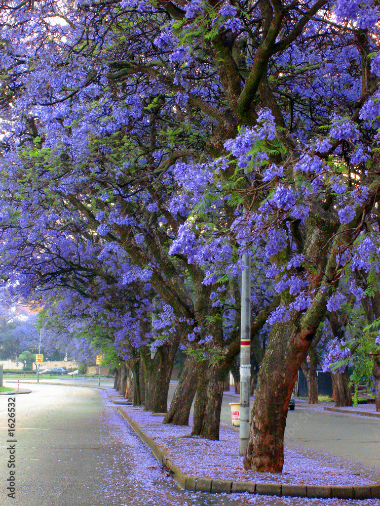 Fototapeta premium summer in joburg