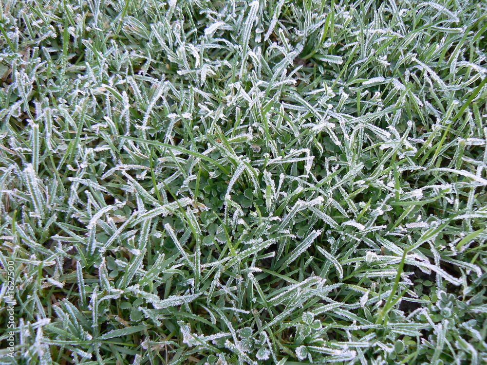 frosty grass frosty grass
