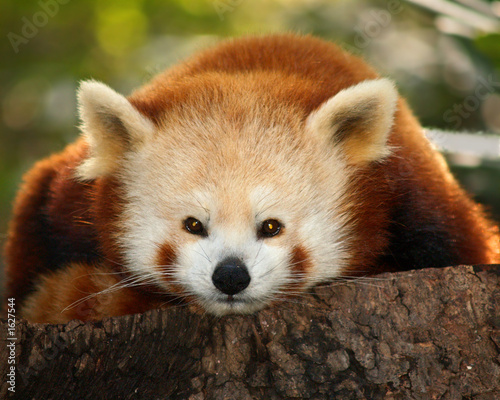 a small panda (firefox) in bronx zoo #1627544