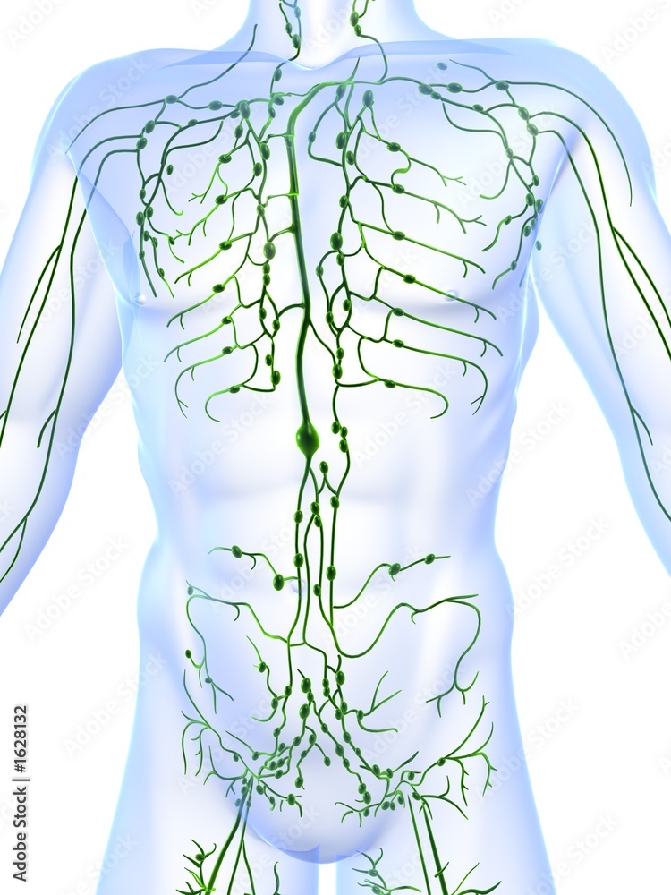 lymphsystem Stock Illustration Adobe Stock