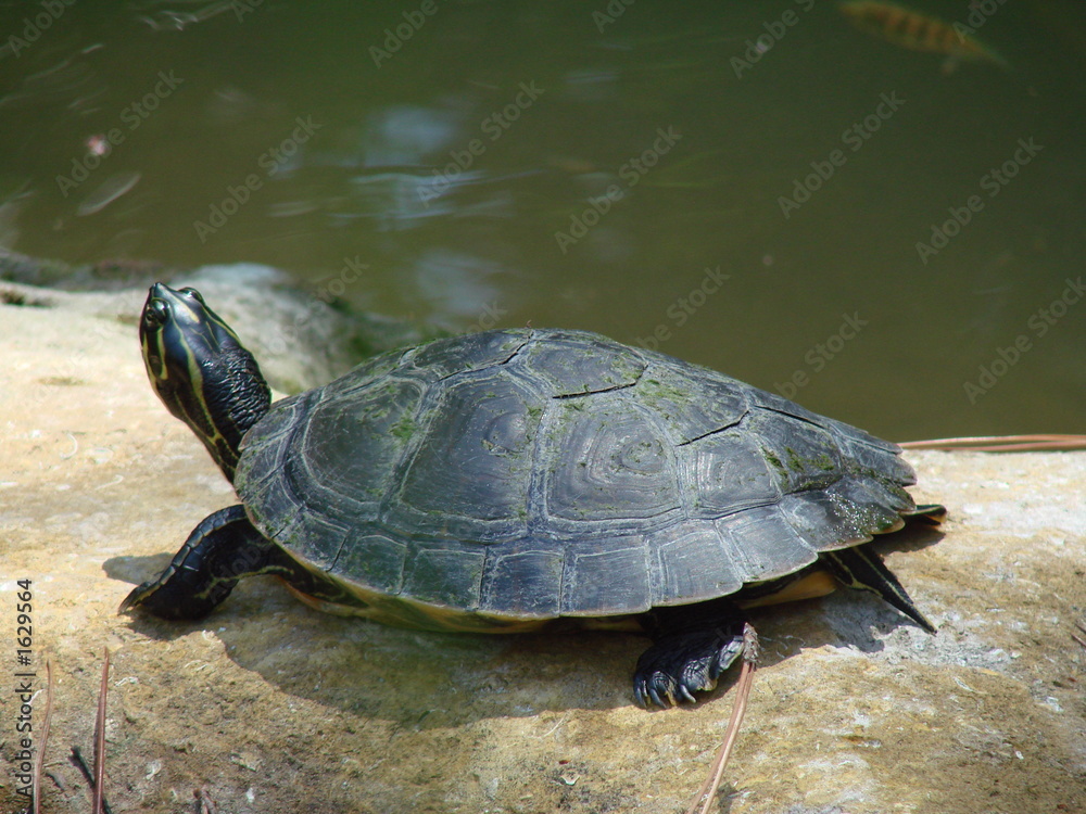 green turtle green turtle