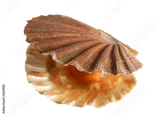 coquille saint jacques 3
