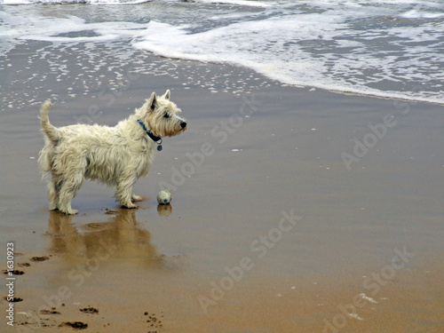 perro en la playa © Marco Antonio Fdez.