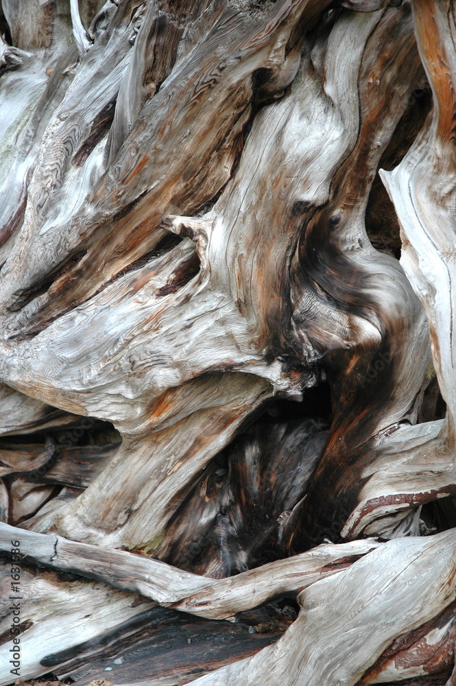 tree bark