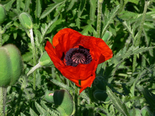 papaver orientale