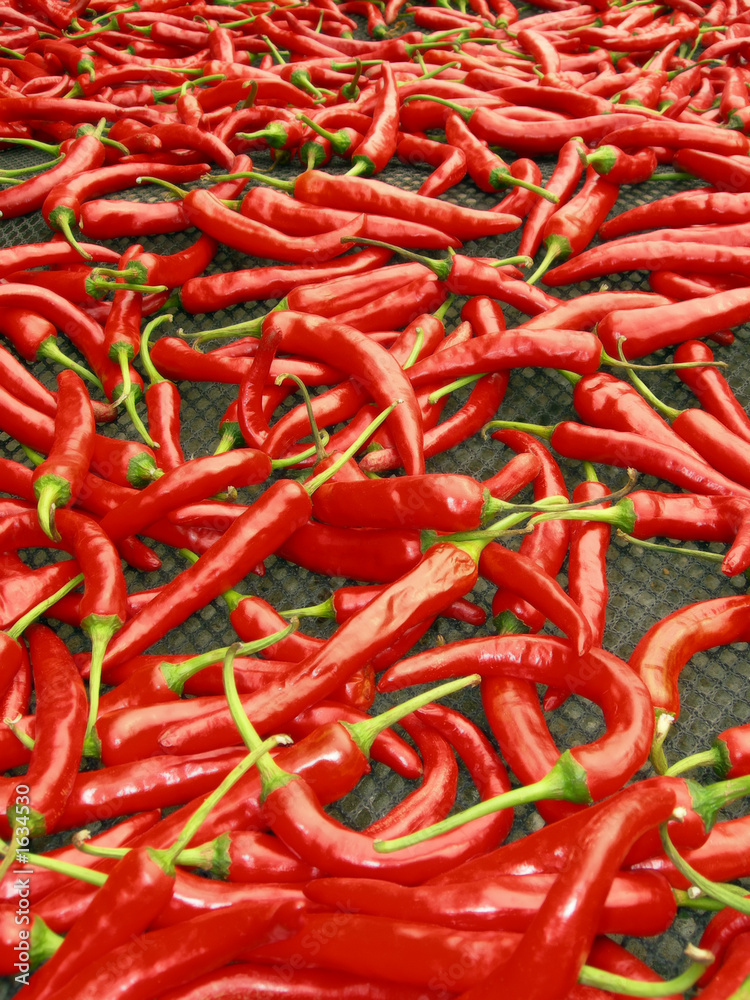 red chili peppers drying in the sun