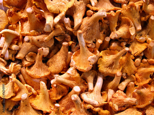 grocery store - chanterelle mushrooms