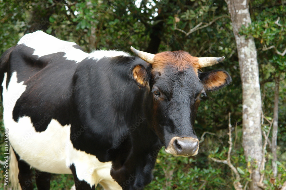 vache australe