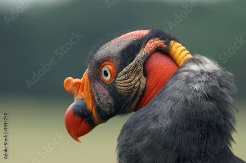 king vulture