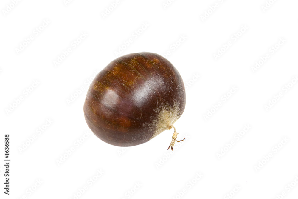 chestnut chestnut