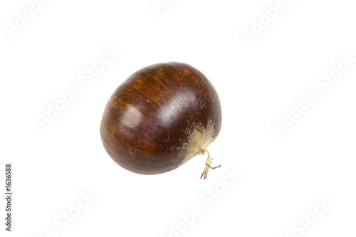 chestnut