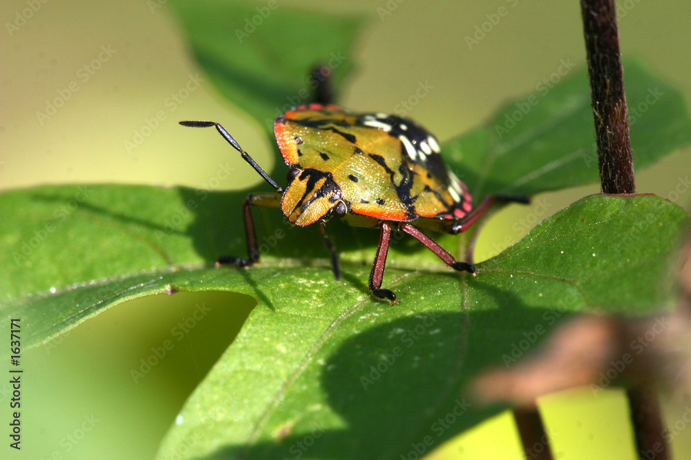 Fototapeta premium punaise multicolore