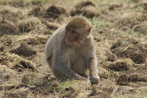 rhesus monkey