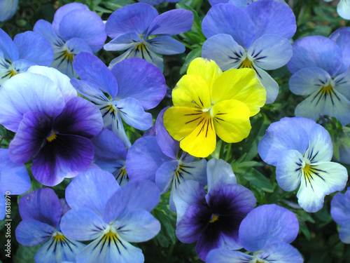 yellow on purple - flower © aberenyi
