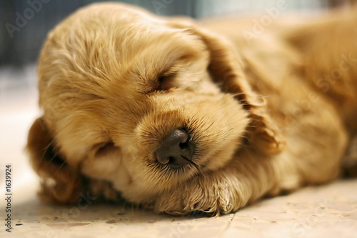 sleeping dog