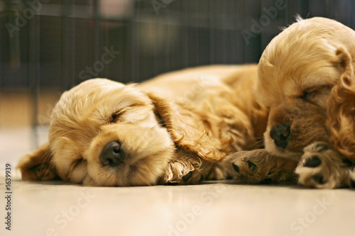 sleeping dog