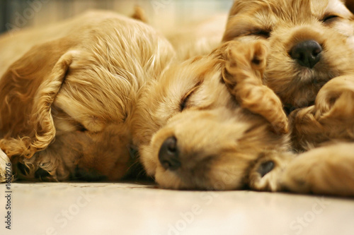 sleeping dog