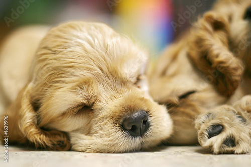 sleeping dog