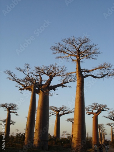 les baobabs de madagascar Fototapeta